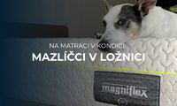 Na matraci v kondici: Je dobrý nápad, aby s námi mazlíčci spali v posteli?